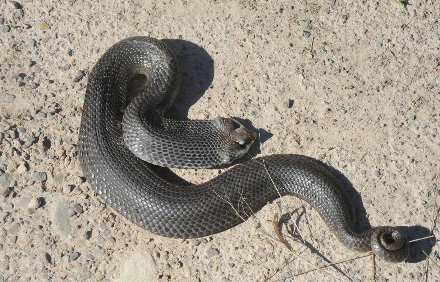 The eastern hog-nosed snake is less often confused for its color or pattern; hog-nosed snakes have squarish blotches that can fade as a snake ages. Many individuals, such as this one, are completely melanistic, showing no pattern at all. This non-venomous species may be confused for more dangerous species of snakes due to its acting ability. When confronted, this snake may spread and flatten to present a cobra-like appearance. If that doesn’t work, it may hiss or play dead by rolling on its back. Hog-nosed snakes are listed as a species of special concern in PA.....